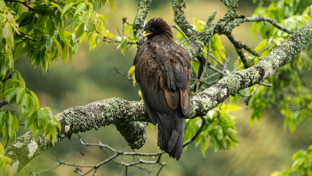 台灣最晚發現的留鳥-林鵰